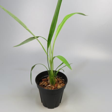 Pitcairnia smithiorum