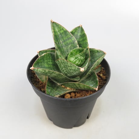 Sansevieria Yokmorakot from Yoky plant