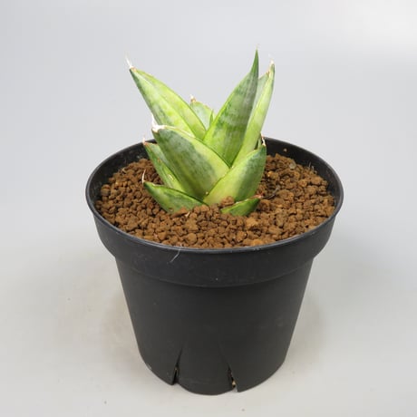 Sansevieria Pagoda aurea variegated from Yoky plant
