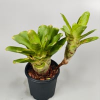 Neoregelia Wild Tiger x Chiquita Linda