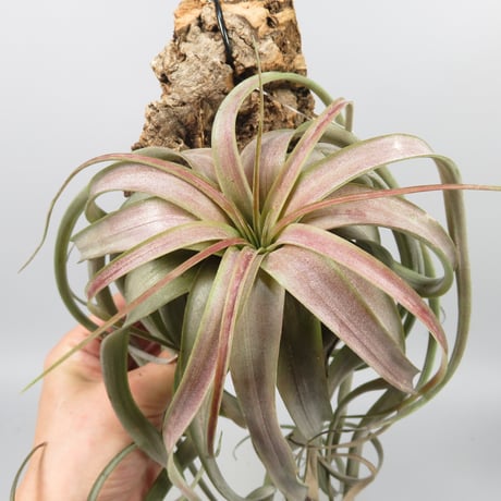 Tillandsia 'Love Knot'