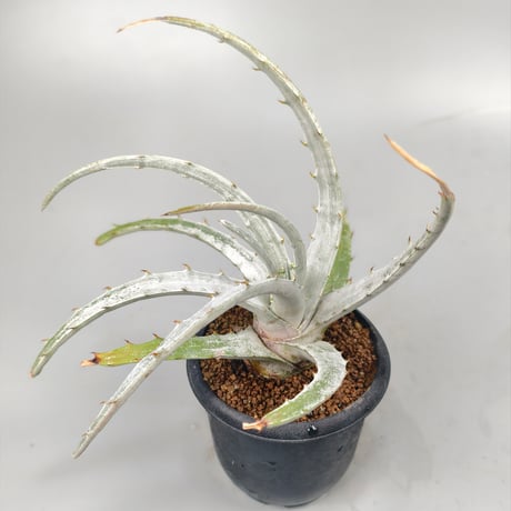 Hechtia sp pena blanca queretaro