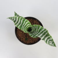 Cryptanthus 'Betty'