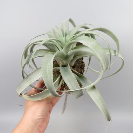 Tillandsia riohondoensis