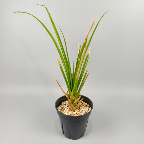 Aechmea biflora ex Double T Nursery