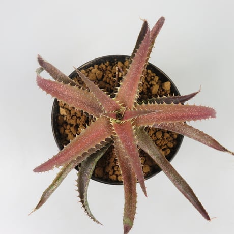 Orthophytum (Iron Ore x (Brittle Star x saxicola))