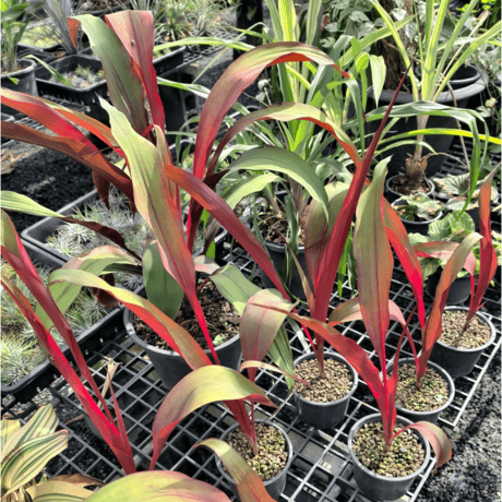 Pitcairnia sanguinea