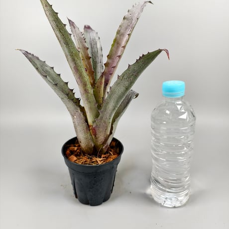 Hohenbergia Black Fujin