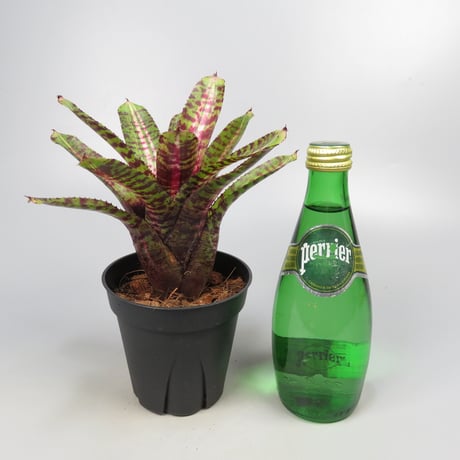 Neoregelia 'Whirlwind' Bromeliad Cultivar Register (11247)