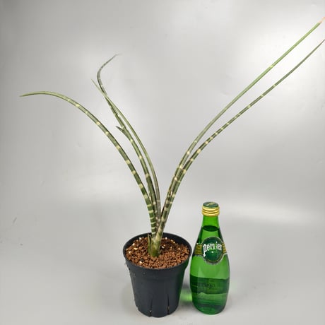 Neoglaziovia variegata