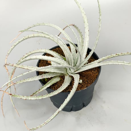 Hechtia sp. Barranca de Toliman ex Andy Siekkinen