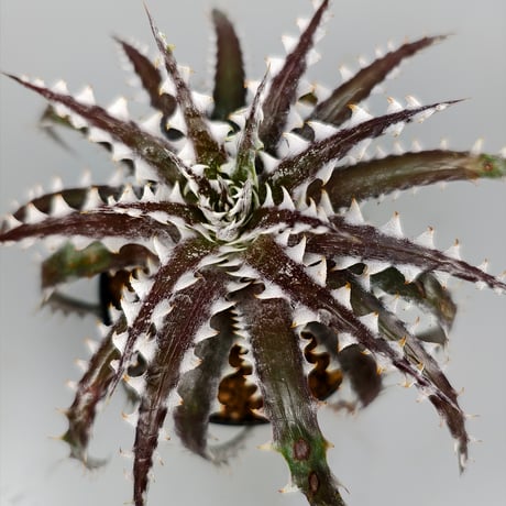 Dyckia Goku Otto Bromeliad Hybrid