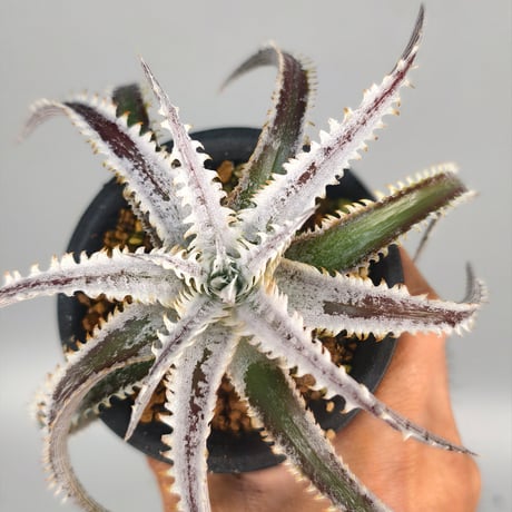 Dyckia 'Phanat Nikhom'