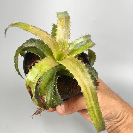 Orthophytum 'Sun Kissed' (Iron Ore × (Brittle Star × saxicola))