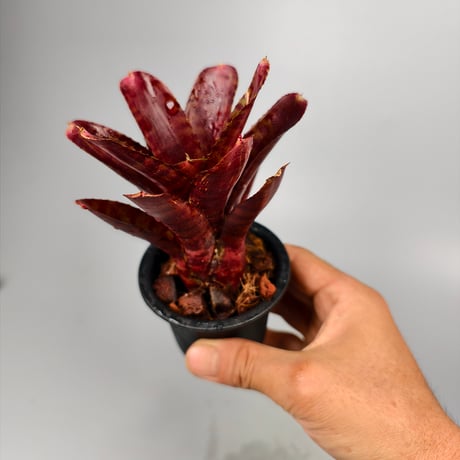 Neoregelia punctassima rubra x Hot Ember