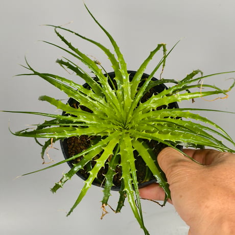 Encholirium horridum type MG Minas Gerais Brazil from Wild seed