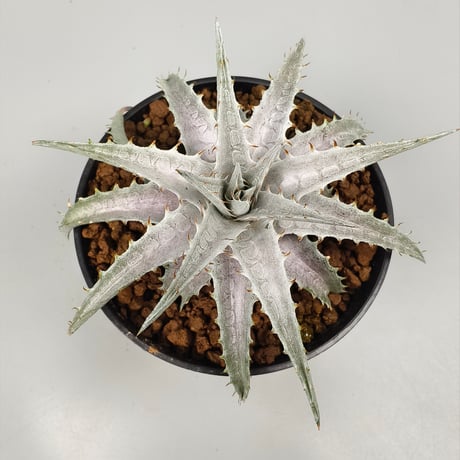 xDychorium Dyckia braunii x Encholirium agavoides Hybrid Brazil