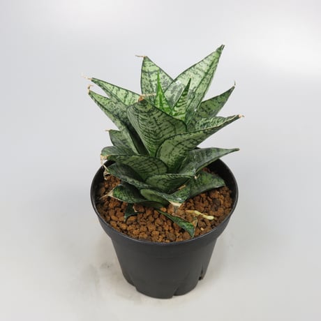 Sansevieria Ehrendel