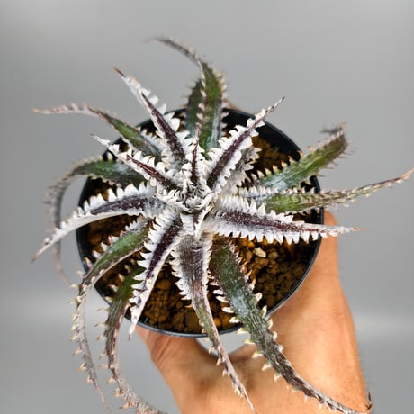 Dyckia Tartaria Sueb Hybrid