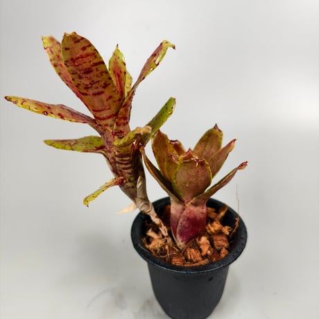 Neoregelia Chiquita Linda x dungsiana
