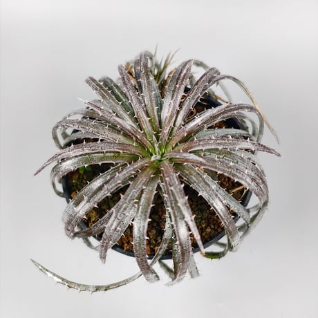 Dyckia choristaminea x Dakota ex Satith