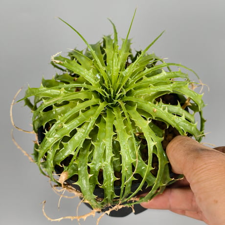 Encholirium horridum type MG Minas Gerais Brazil from Wild seed