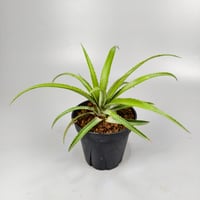 Ananas nanus