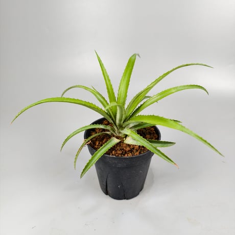 Ananas nanus