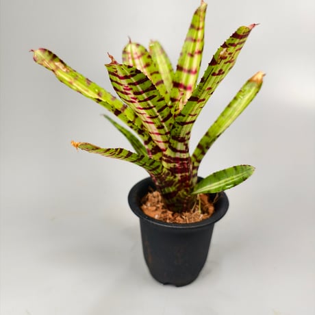 Neoregelia Palmares Bromeliad Cultivar Register (10495)