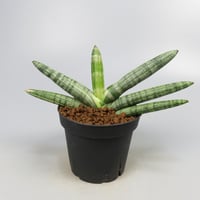 Sansevieria boncel variegated from Yoky plant