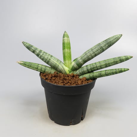 Sansevieria boncel variegated from Yoky plant