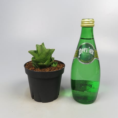 Sansevieria Mini Condo from Yoky plant