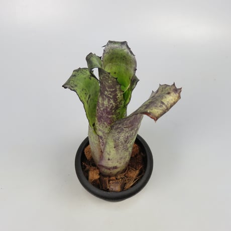 Hohenbergia magnispina ex Hermann Prinsler