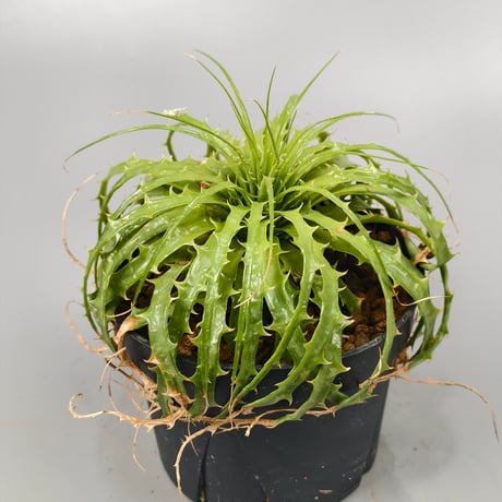 Encholirium horridum type MG Minas Gerais Brazil from Wild seed