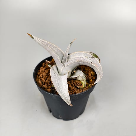 Dyckia marnier-lapostollei 'Super Wide Leaf' ex Vichit Thanduan