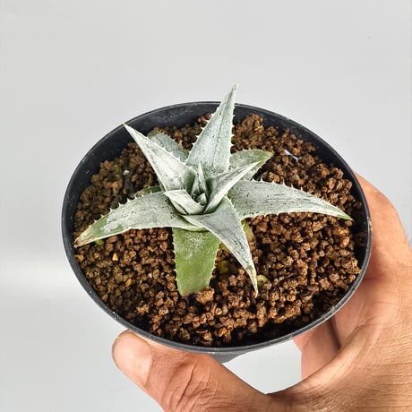 CATEGORY Dyckia | Panus