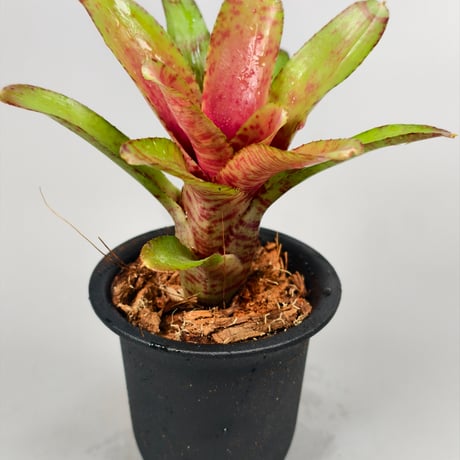 Neoregelia Wild Tiger x Chiquita Linda