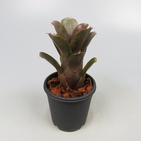 Neoregelia punctatissima rubra WBC BSI ex SN
