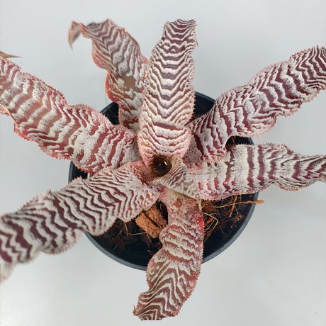 Cryptanthus 'Silver Zones' Bromeliad Cultivar Register (2146)