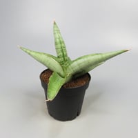 Sansevieria White Rhino from Yoky plant