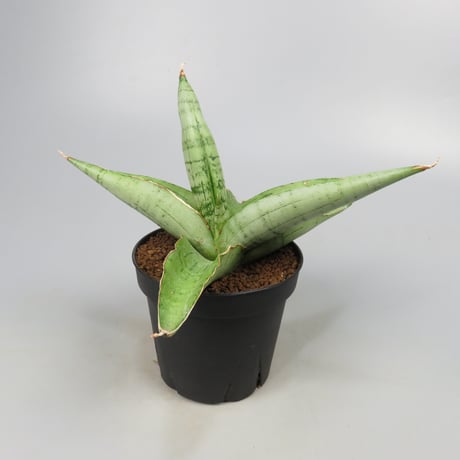 Sansevieria White Rhino from Yoky plant