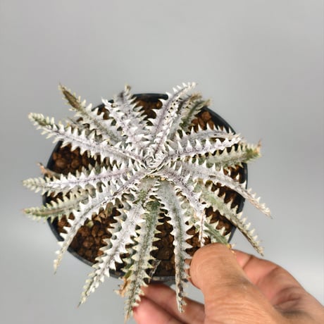 Dyckia Taiyo × Diamond Praw #SN02
