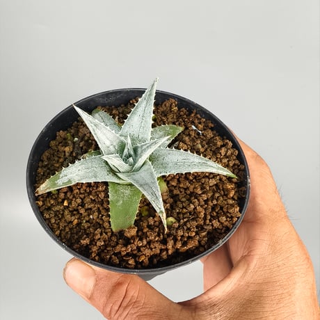 Dyckia Zebra Billbaker Hybrid