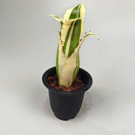 Hohenbergia Karla (BCR11568) ex Hermann Prinsler