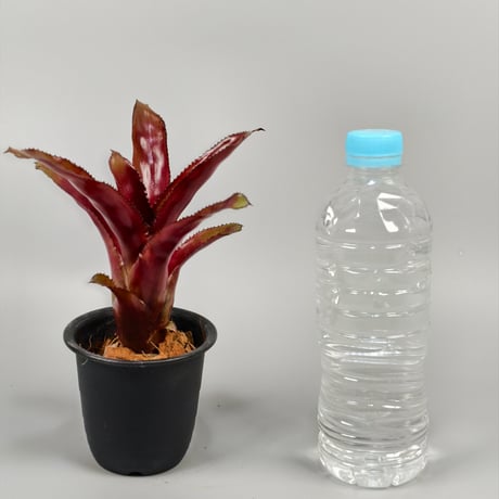 Quesnelia 'Black Knight' from Michel Bromeliad