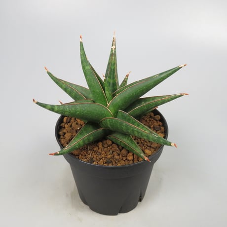 Sansevieria Plabu
