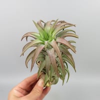 Tillandsia ionantha var. vanhyningii 'Red Dragon'