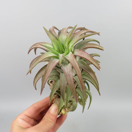 Tillandsia ionantha var. vanhyningii 'Red Dragon'