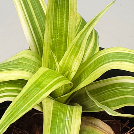 Vriesea ospinae 'Tricolor Variegata'