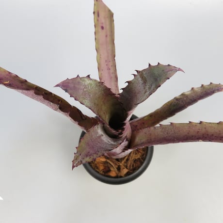 Hohenbergia 'Ouchi' (sp. Brazil)